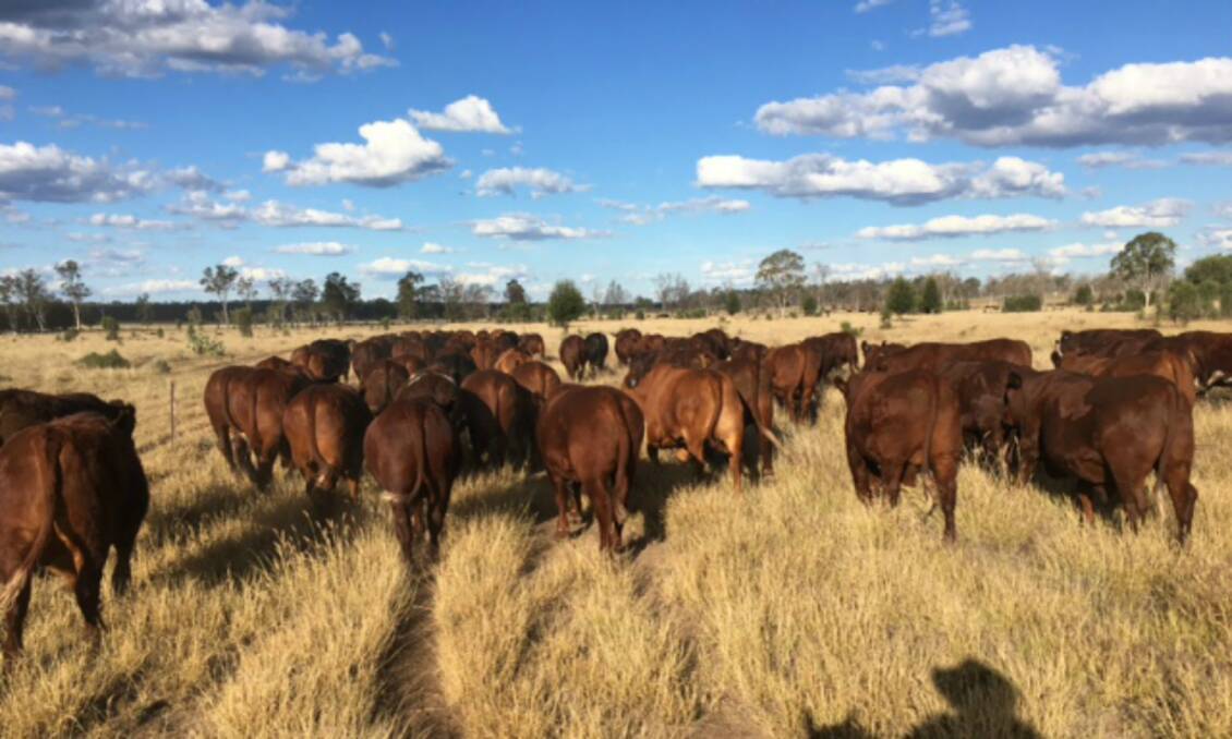 Rosevale bloodlines: Bulls from the Greenup family, Rosevale Santa Gertrudis, account for 60 per cent of the sires being used at Talcalbah.