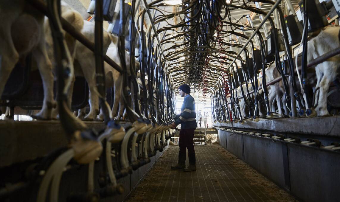 Milking at one of the Meredith Dairy farm units.