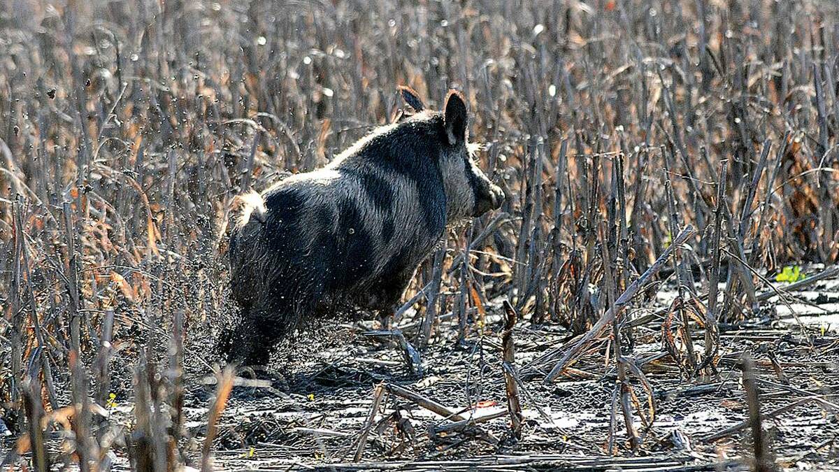 Wild pigs carry the disease Brucellosis, which can be transferred to dogs and humans.