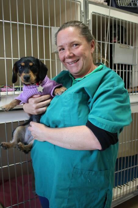 CAUTION: Veterinarian Tina Clifton says the best way to avoid Brucellosis is prevention. She is pictured here with pint-sized canine Pixie at Gunnedah Saleyards Veterinary Clinic.