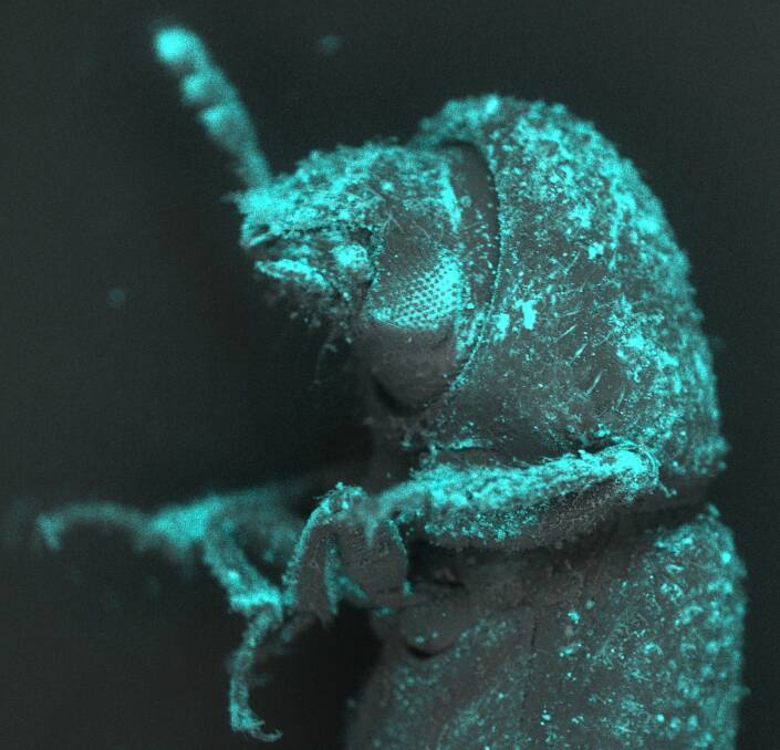  Transmission electron micrograph of an insect that has come into contact with SAS.