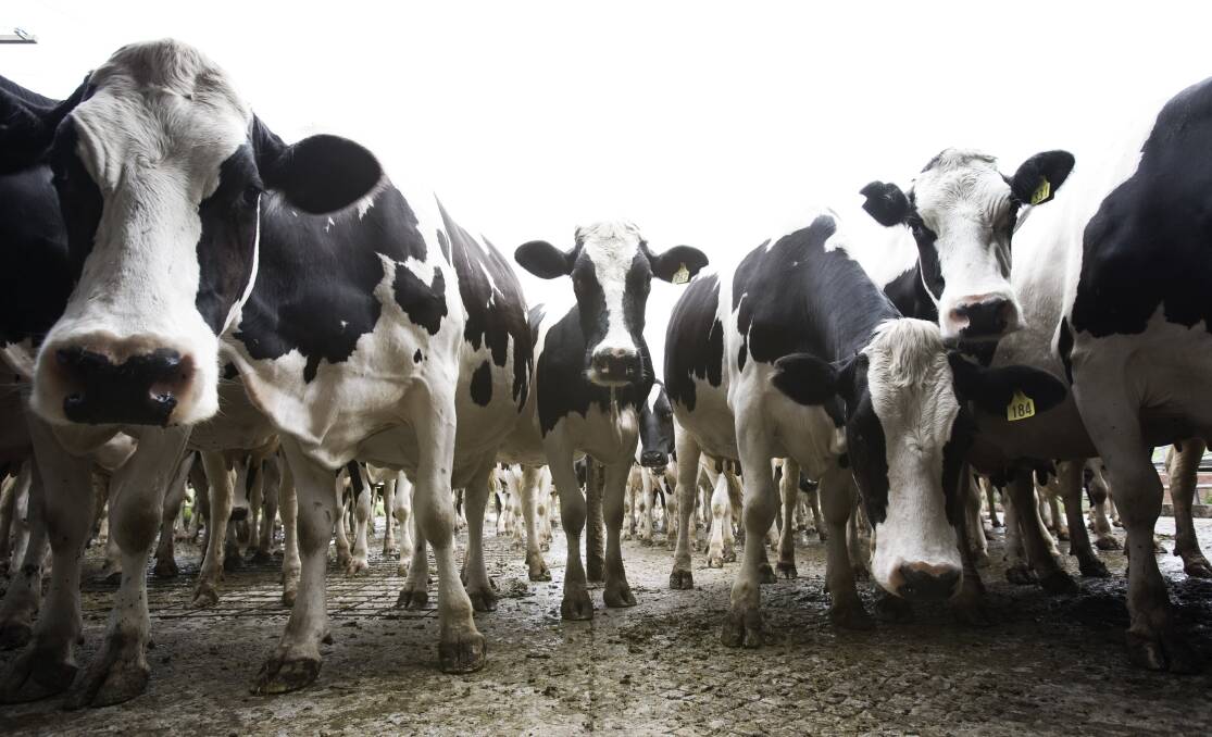 WA dairy concerns about profitability