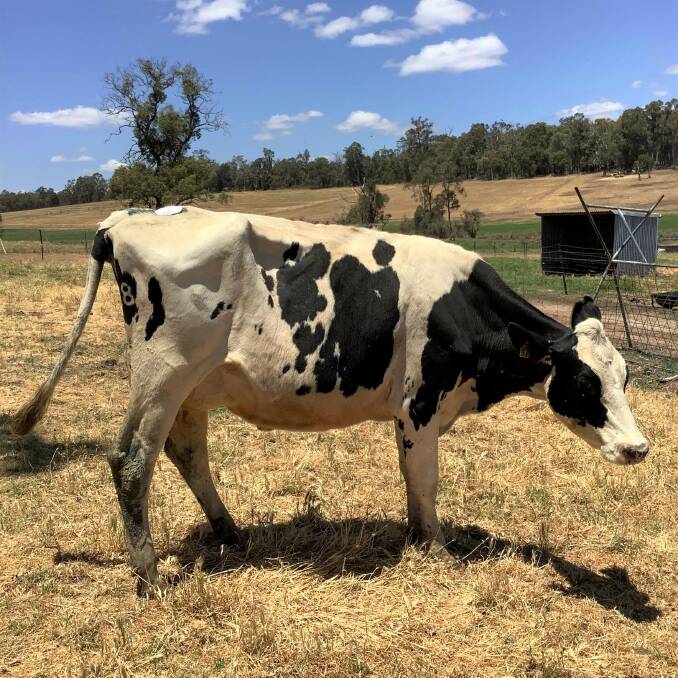 Karnet Prison Farm's Karnet Mirand 978 beat 45 entries from 22 dairy farms for the title of Western Australia's best two-year-old Holstein cow in the Semex-Holstein Australia Onfarm Competition. 