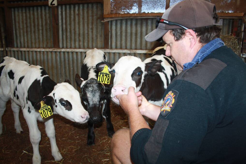 The prison farm's dairy enterprise, including its breeding program using selected poll bull semen, is overseen by experienced dairy farmer Wayne, pictured with weaner calves. The dairy enterprise produces, pasteurises and packages fresh milk daily for the State's 17 custodial institutions.