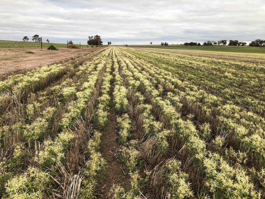 Captured on June 2, the bleaching effect in the lupins is evident after the wheat paddock beside it was sprayed with Overwatch on May 13.