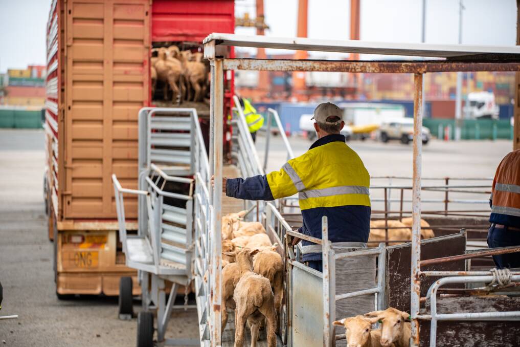 The Livestock Collective has invited new Federal Agricultural Minister Murray Watt to visit live export facilities and see the supply chain first-hand. Photo by The Livestock Collective.