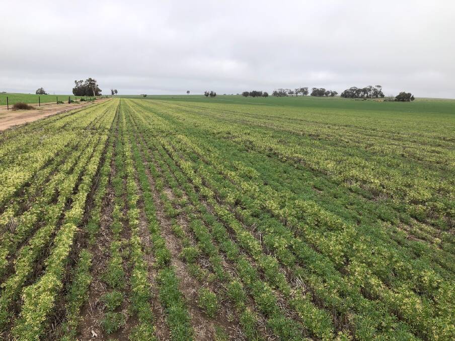 The lupins had started to recover and were greening up again on June 17, but it's a thinner crop and lost three to four weeks of growth.