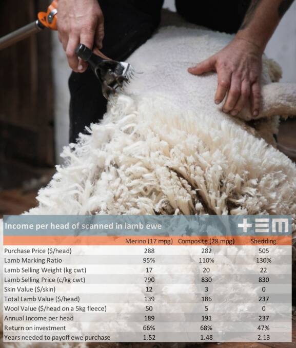Returns: Thomas Elder Markets reported shedding breeds exceeded $700 a head in September for SIL ewes, while prices plateaued to average $380 in October.