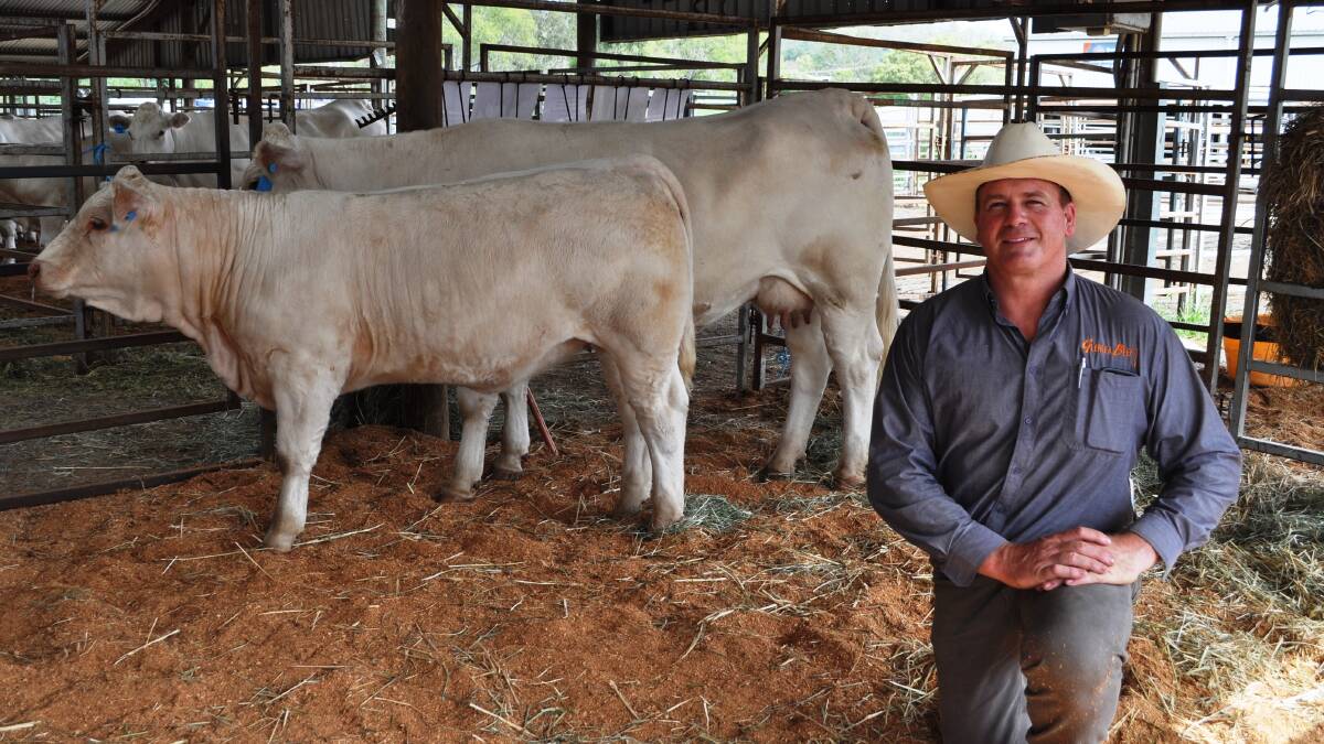 Roderick Binny, Glenlea Charolais with $6500 top price Glenlea Arora 4th (P) with a red scurred heifer calf at foot.