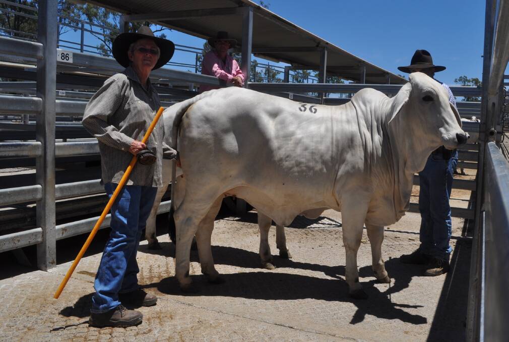 Kath and Ken Burton, Petrie Park Brahmans, Inglewood and Elders auctioneer Brian Kennedy with $5000 Petrie Park Beau Bronte De Manso (H) heifer at the Great Southern Brahman Female Sale, Silverdale on Saturday.