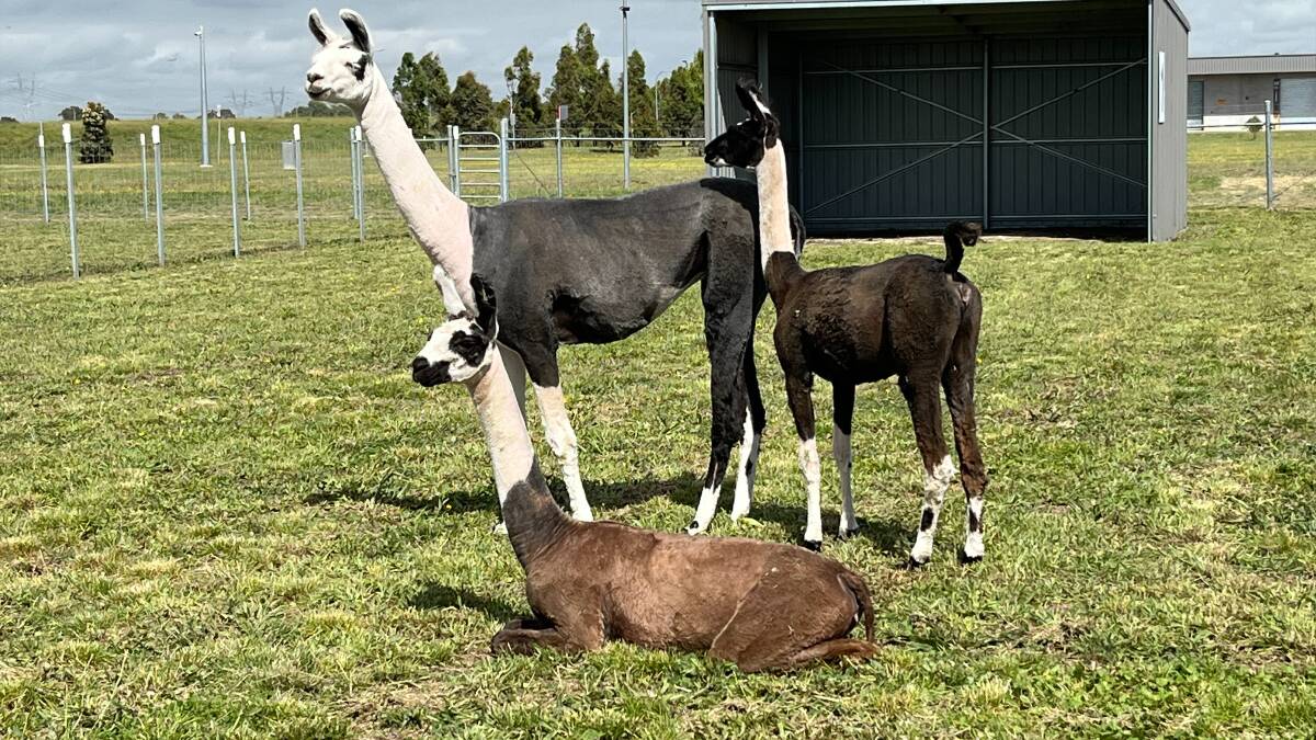 Several of the five Llamas, which underwent quarantine at Melbourne's Mickleham Mickleham's Post Entry facility. Picture supplied by the Department of Agriculture, Fisheries and Forestry. 
