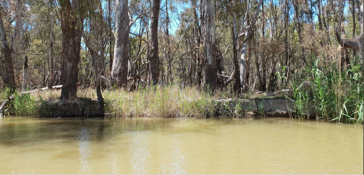 CHOKE OPEN: The Barmah Choke will be open for transfers from the new water year.