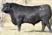Have you seen this $108,000 bull? He's missing