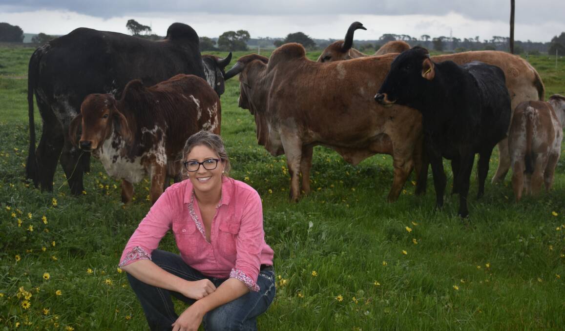 NEW BREED: Camperdown dairy farmer Carlie Barry is breeding up a herd of Indian Gyr cattle for milking and potential export.