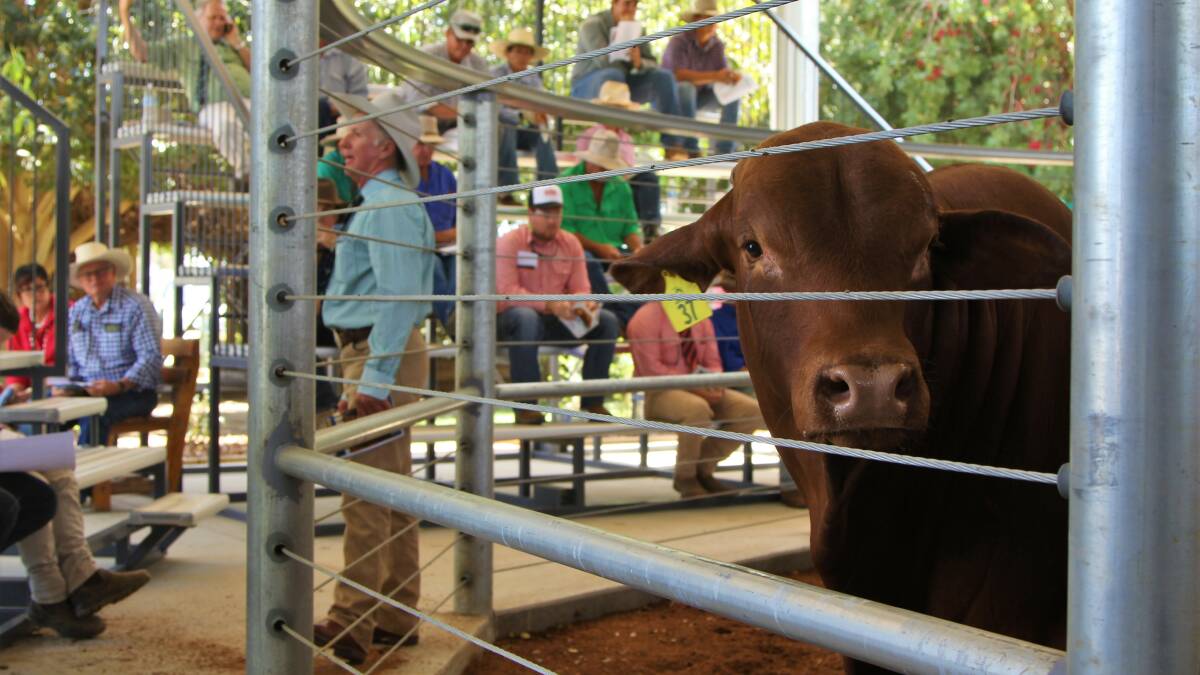 Maximum result for Western Reds at Artesian sale