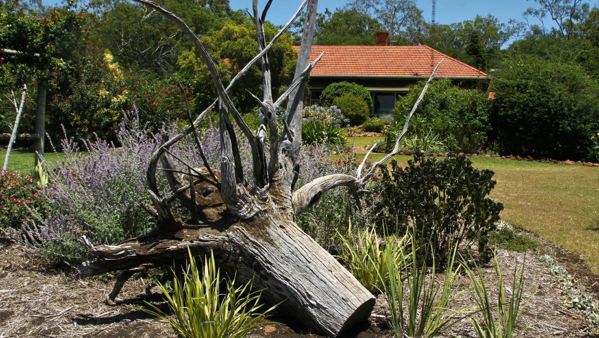 An antignum creeper has been planted to wind around this sculptural stump from the paddock.
