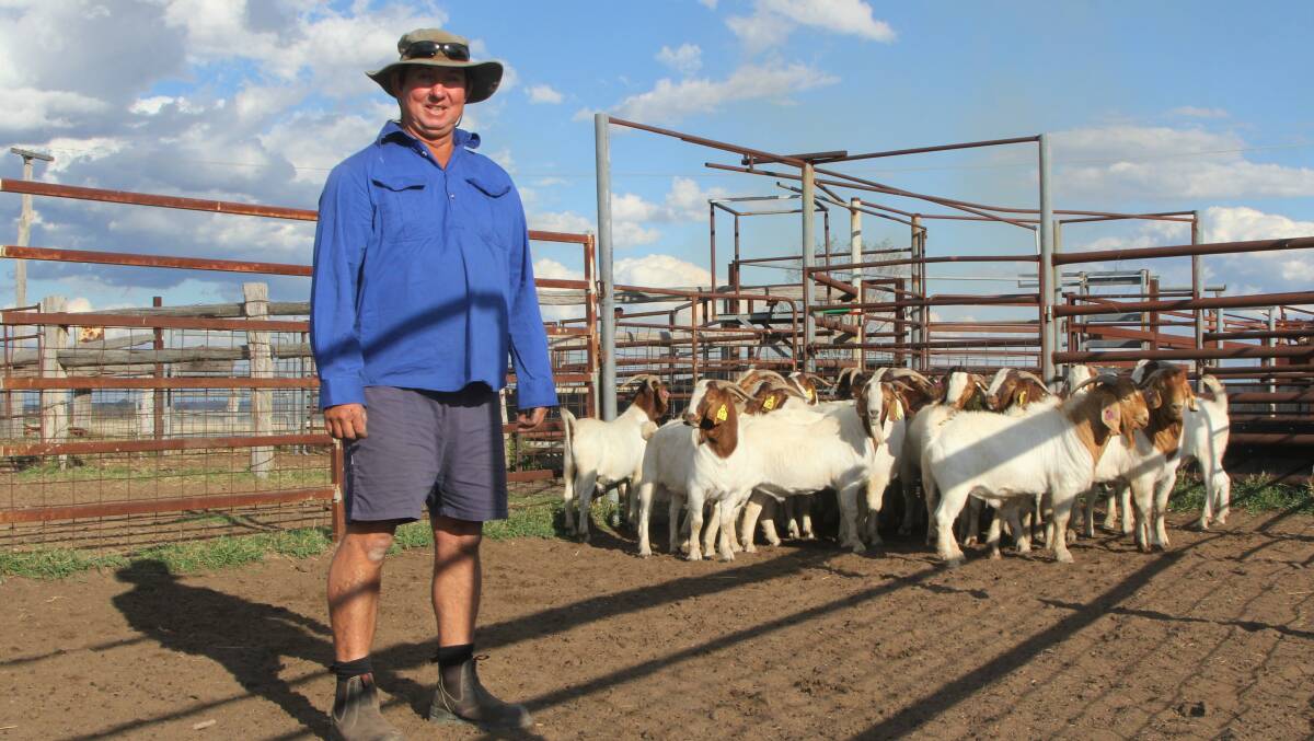 Mike Stanford and some of the stud Boer bucks he will have for sale in Roma in November. Photos: Sally Gall