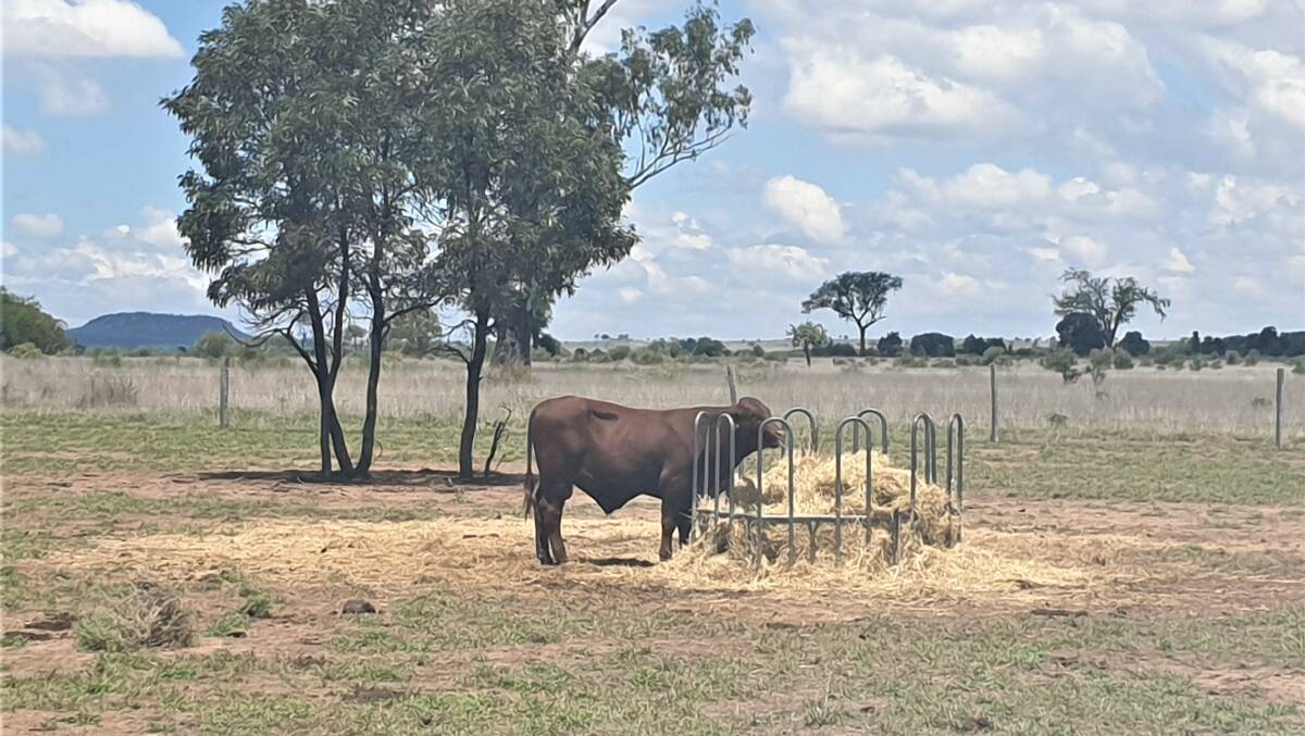 One of the young bulls eating baled buffel grass hay.