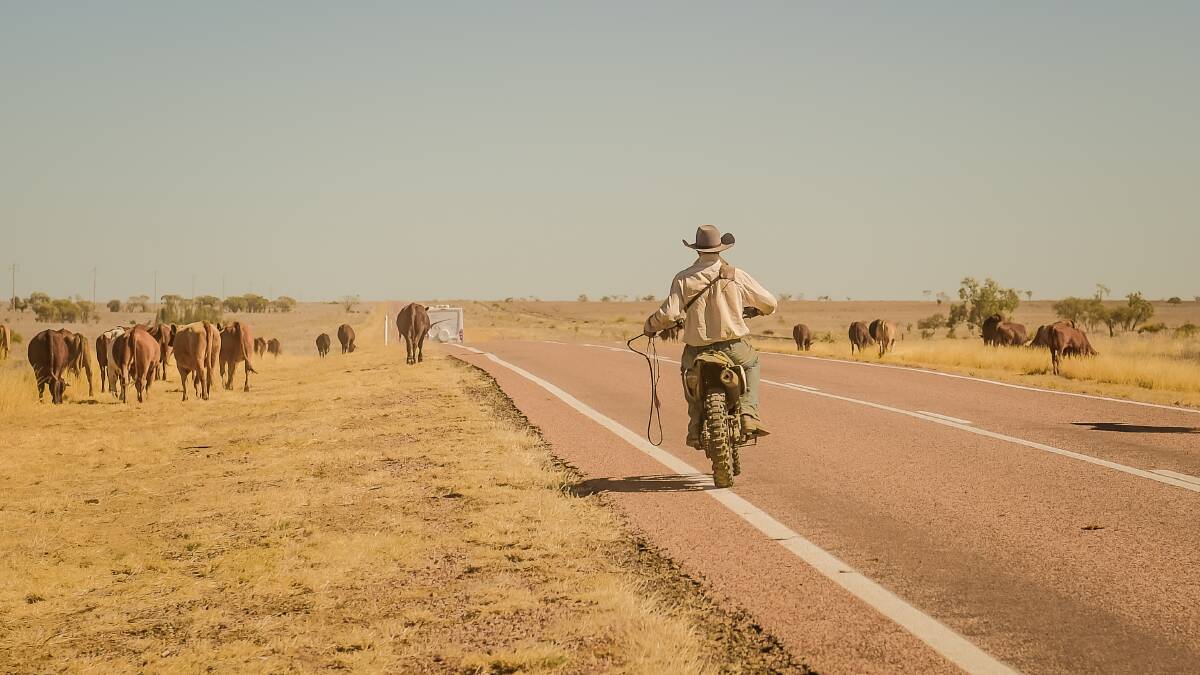 Long road ahead: Ned Elmy said the best feed for the mob had been between Augathella and Tambo but the pickings were fairly slim on the country they’d just walked over, west of Barcaldine. Photos: Kelly Butterworth.