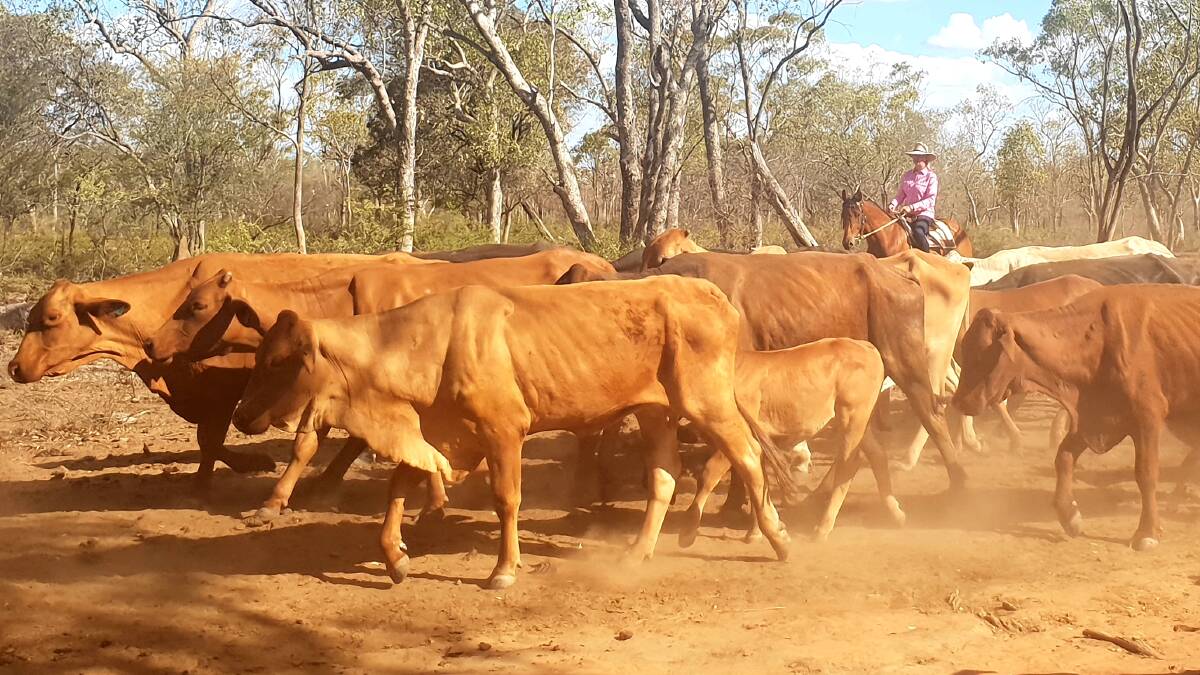 Low country drive: Deputy Nationals leader, Bridget McKenzie, helping the Dillon family, Surbiton, Alpha, move cows and calves to a paddock with more feed. Pictures: Sally Cripps.