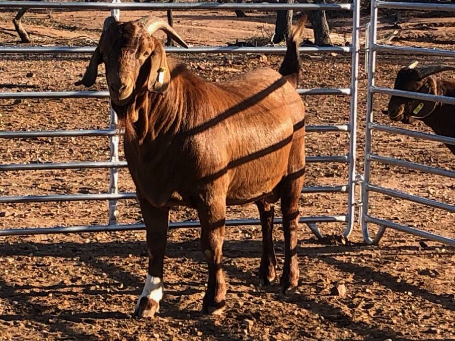 A goat described as a Kalahari Red sold at auction in Australia in December 2020 for a record price of $11,070.