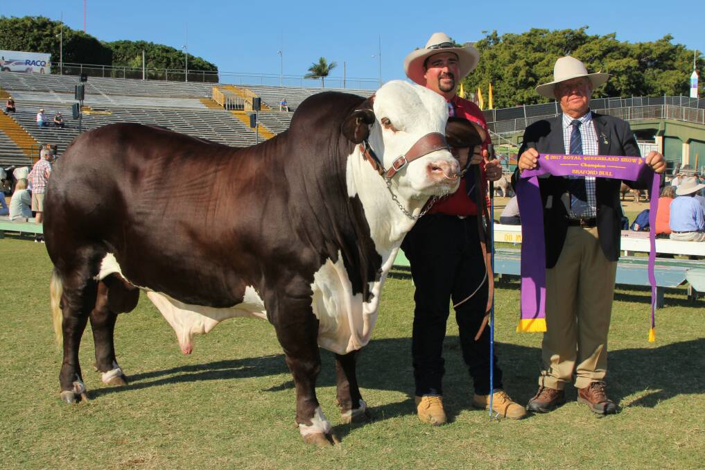 Champion Braford bull, Little Valley Milford, shown by Cameron Bennett, Little Valley Grazing Co, Stratheden, NSW, with judge Glen Pfeffer.