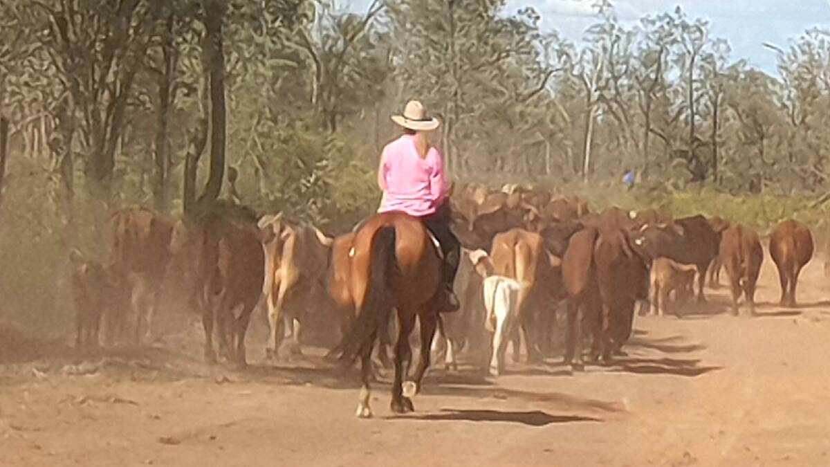 Senator Bridget McKenzie gets a feel for what it might have been like for her forebears moving cattle to alpine pastures, when she experienced a western Queensland cattle muster for the first time.