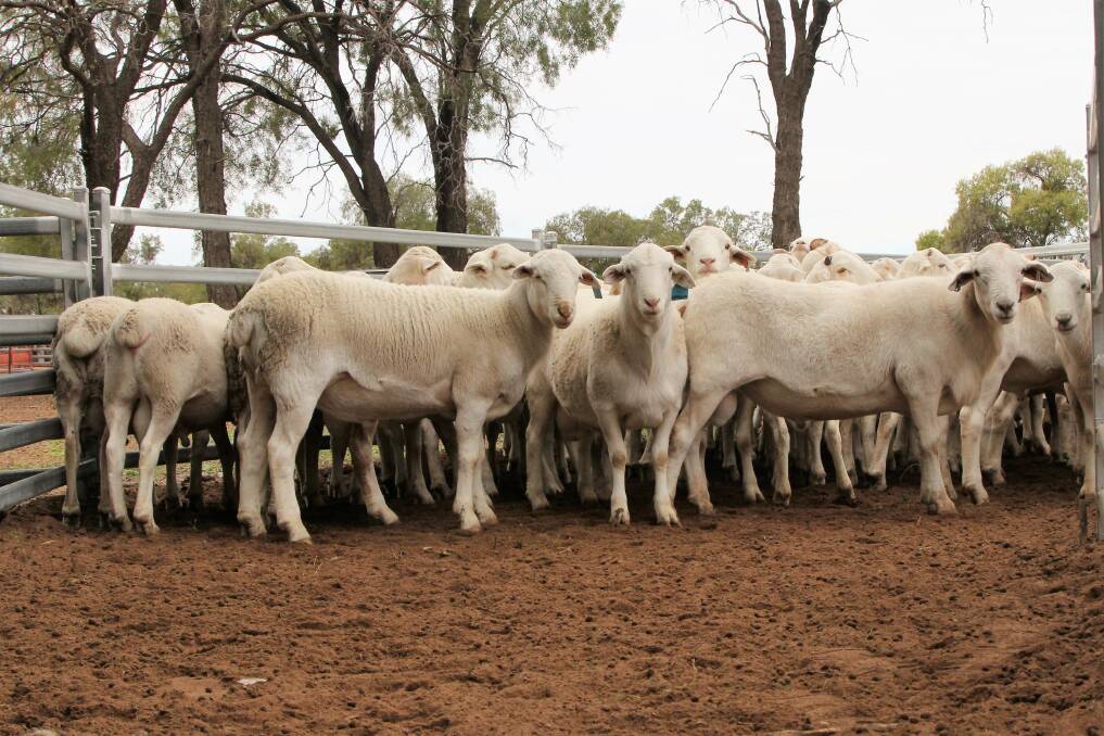 A sale line of nine-month-old Australian White rams, ranging in price from $800 to $1200.