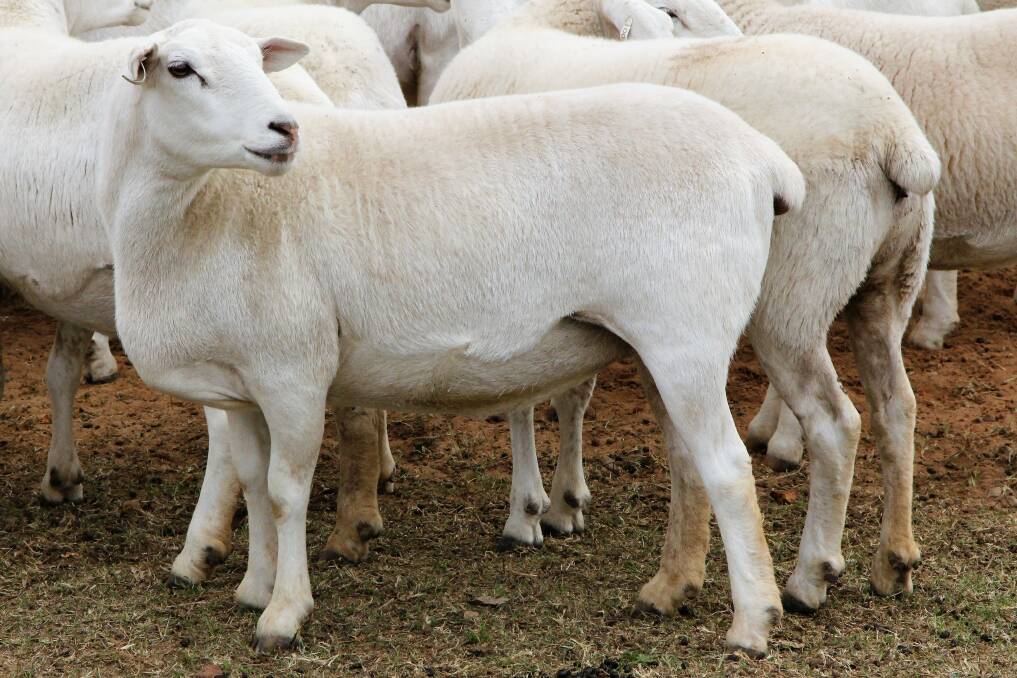 The Australian White breed is a mixture of Poll Dorset and Texel bloodlines, with Van Rooy and Dorper genetics added.