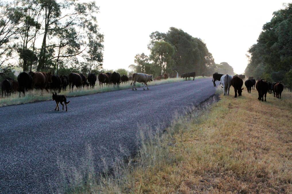 In the Maranoa region alone, there are 2800 head of cattle on the road this Christmas period. Stay safe if you're travelling.