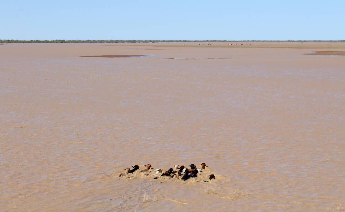 A helicopter pushes an isolated mob of cattle through floodwaters at the bottom end of Davenport Downs to dry ground.