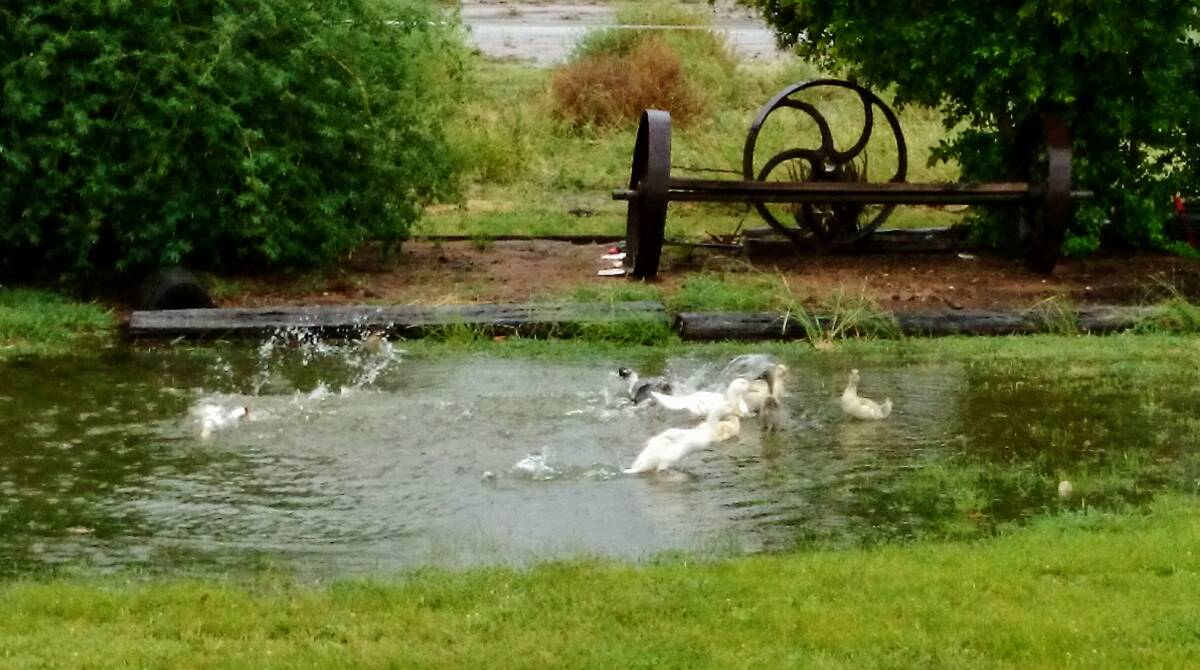 Ducks puddling in the pools of water left by Saturday morning's storm that swept through eastern and northern Blackall areas. Photo supplied by Sarah Steer.