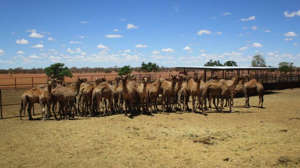 The cattle yards that the camels are being kept in prior to sale are 1.85m high.