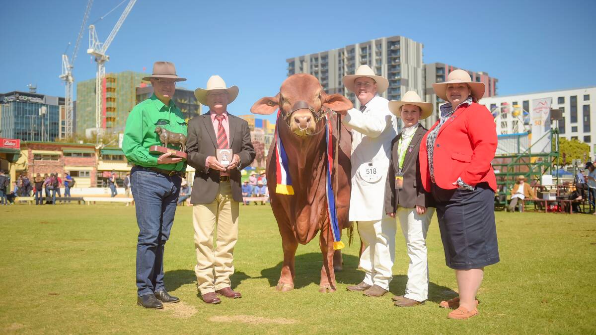 Chloe, second right, working as an associate Droughtmaster judge at the Ekka, alongside grand champion Droughtmaster bull, Glenlands J Velocity, handled by Jason Childs, Glenlands, Theodore, with Michael Hawkins, Samford, Robert Murray, Elders, and judge Tammie Robinson, Toogoolawah. Picture - Kelly Butterworth.