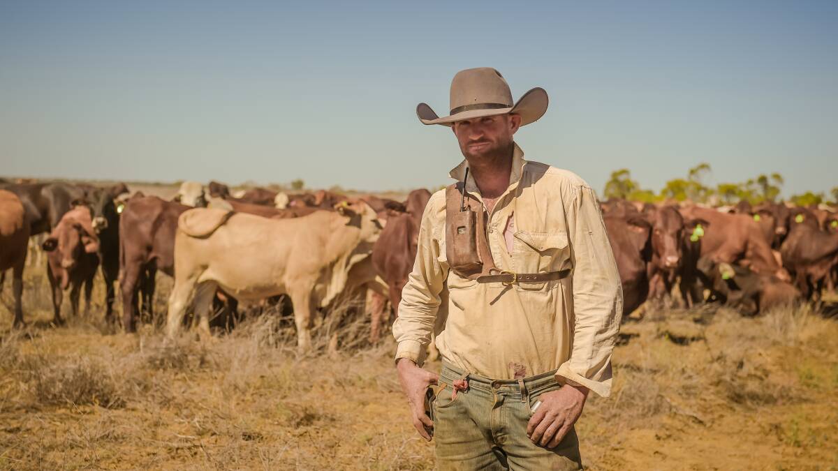 Ned Elmy with some of the cattle he's been walking for eight months on behalf of Corfield's PJ Elliott and Jodie Muntelwit.