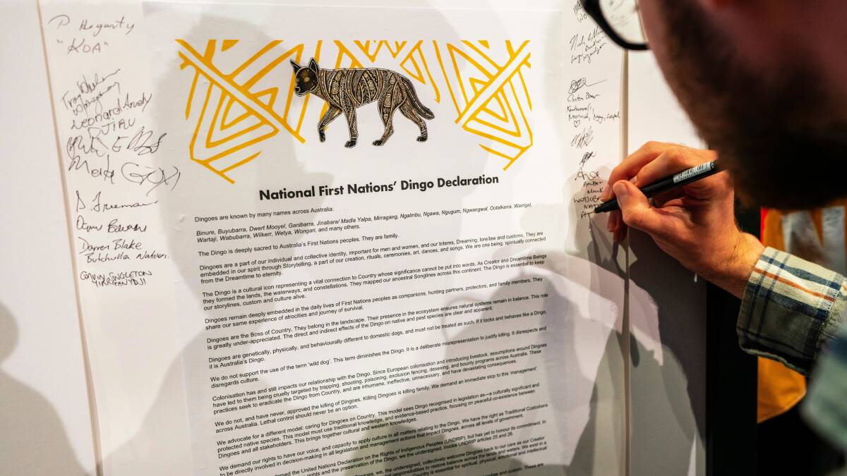 The inaugural national First Nations dingo declaration being signed at Cairns. Picture: Gus Burrows