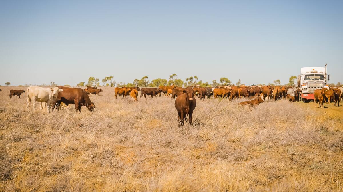 Some of the 1200-strong mob of Santa cross cattle, mostly weaners, that have spent months walking around Queensland's central west as drought has bitten hard at Corfield.