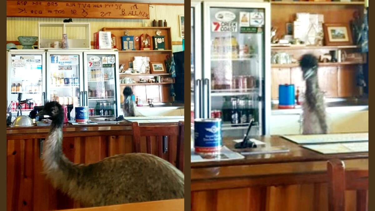The inquisitive emus were captured on digital by pub customer and visiting tourist Sam Guzzardi.
