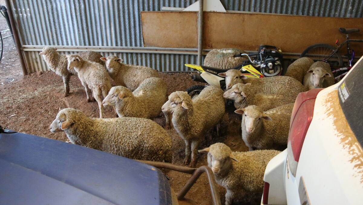 Some of the 25 poddy lambs at Trinidad station, sheltering in the car shed from the rain. Picture: Wendy Sheehan.