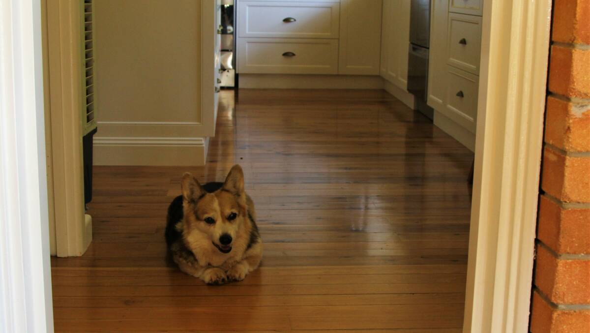 Remy the corgi finds the coolest spot in the house, on the newly polished cypress pine kitchen floor.