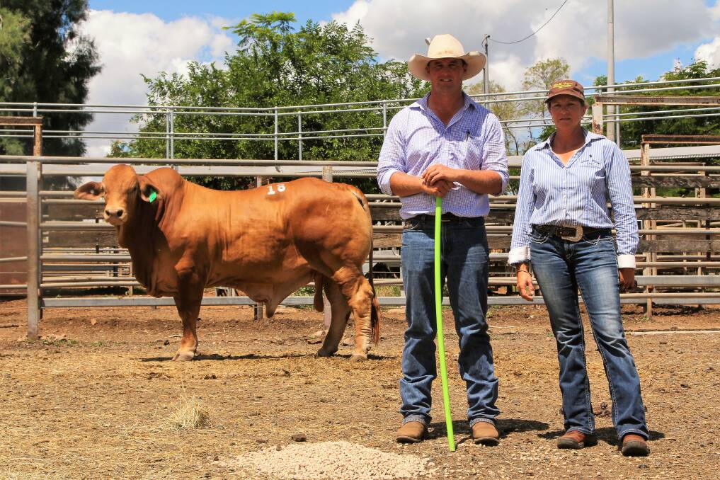 Top-priced bull at the Highlands Droughtmaster sale, Oasis A Mr Mint, with vendor Adam Geddes, and purchaser, Colleen Smith, Vale View Stud, Manumbar.