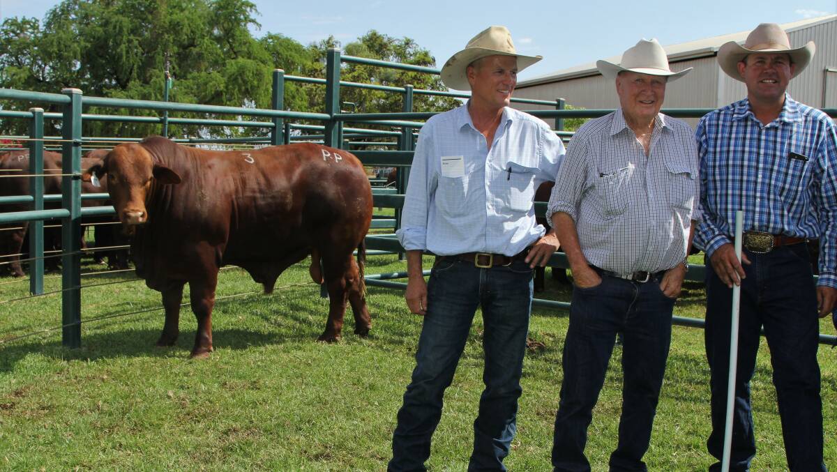 James and Russell Pearson, Bull Creek Pastoral, and Andrew Walker, Strathmore Santa Gertrudis stud, Blackall, after buying one of the stud's top priced bulls at its on-property sale.
