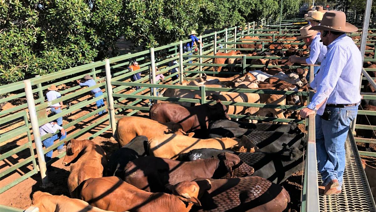 Strict social distancing is being observed at Blackall's weekly cattle sales. Picture - Ray White Livestock.