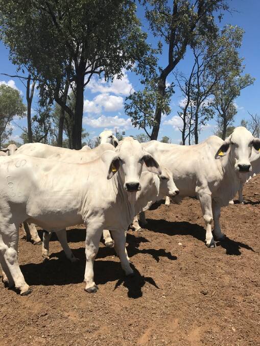 Some of Jason and Sherri Taylor's Brahman cow and calf herd that was subjected to wild dog attacks prior to a trapping campaign. Picture supplied.