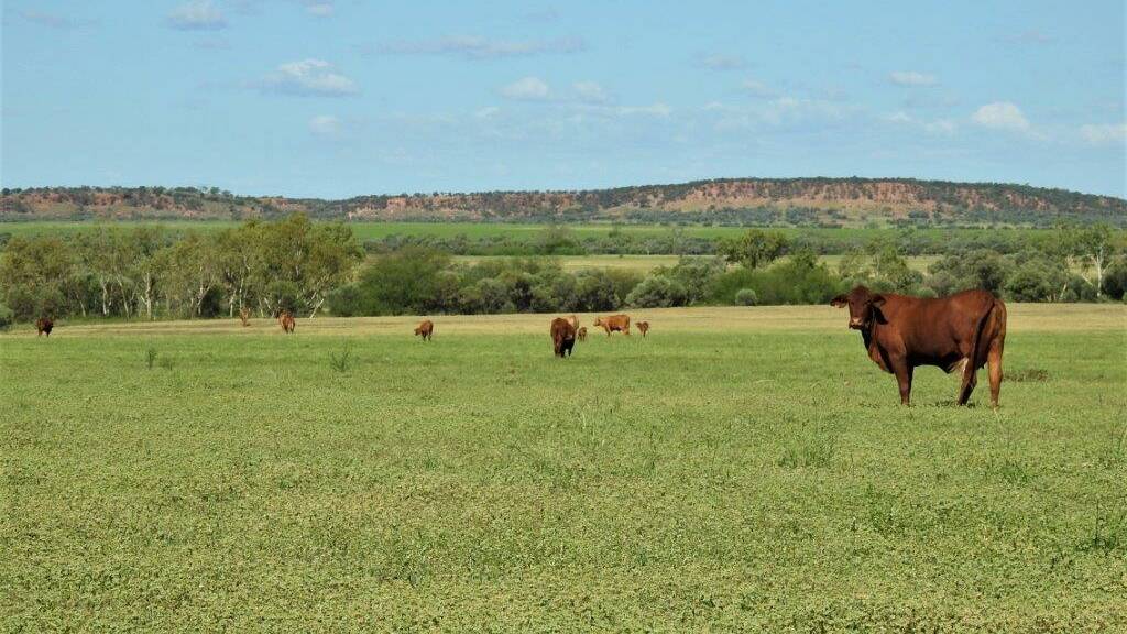 Cattle grazing on Boolbie and Archervale at Winton early this year. The properties are among a number that have recently changed hands. Picture supplied.