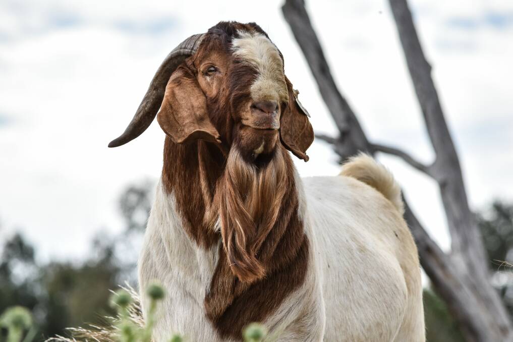 Australia's Boer Goat Breeders Association framework caters for standard Boers, red Boers and black Boers.