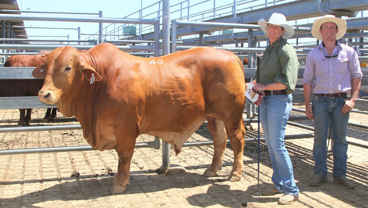 Mostyndale Stud principal Leesa Woolcock with the top priced bull, Mostyndale 985(S), and purchaser Josh Perry, Strathfield Droughtmasters, Clermont. Photo: Sally Gall