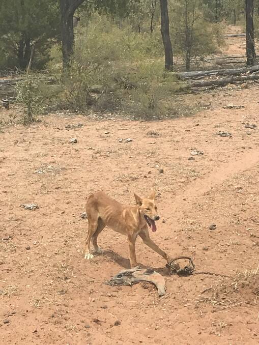 One of the 138 wild dogs trapped on Jason and Sherri Taylor's cattle property at Alpha in the last 27 months. Picture supplied.