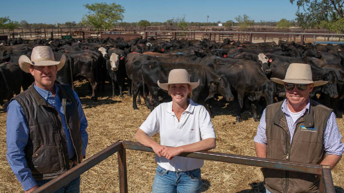 AAM general manager northern assets Ben Wratten with Isobel Thomson from the AAM graduate program and AAM CEO Tim Gallagher, with a portion of the 8000 Georgina Gold and Ultrablack females spelling at WQLX Longreach.