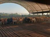The Meatmaster sheep settling in to their raised igloo shed in Papua New Guinea. Pictures supplied.